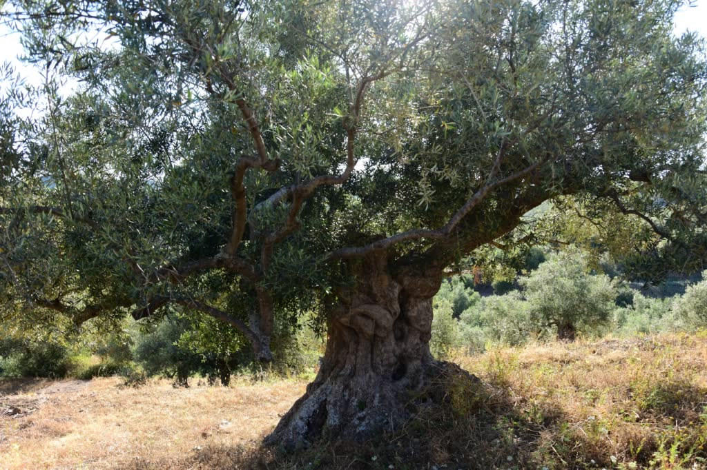 Our Family's Olive Oil