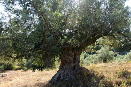 Our Family's Olive Oil